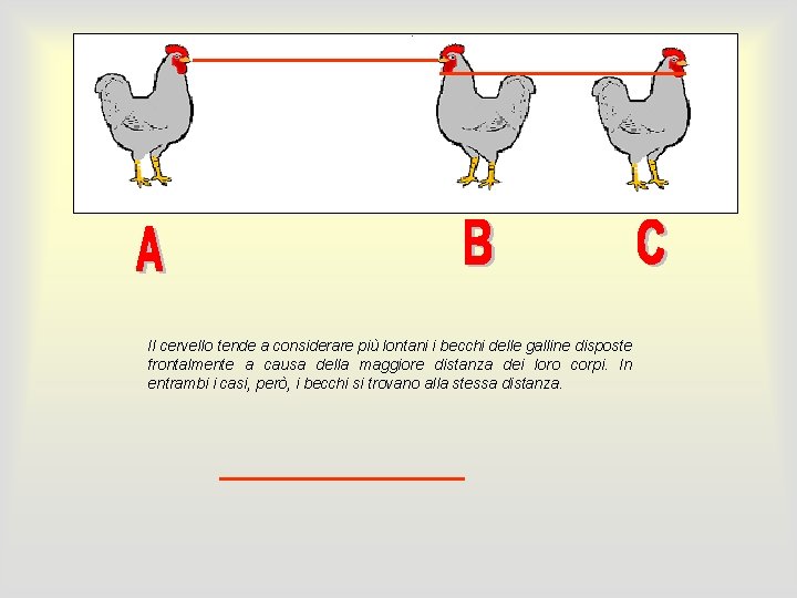 Il cervello tende a considerare più lontani i becchi delle galline disposte frontalmente a