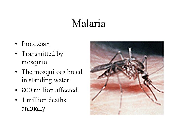 Malaria • Protozoan • Transmitted by mosquito • The mosquitoes breed in standing water