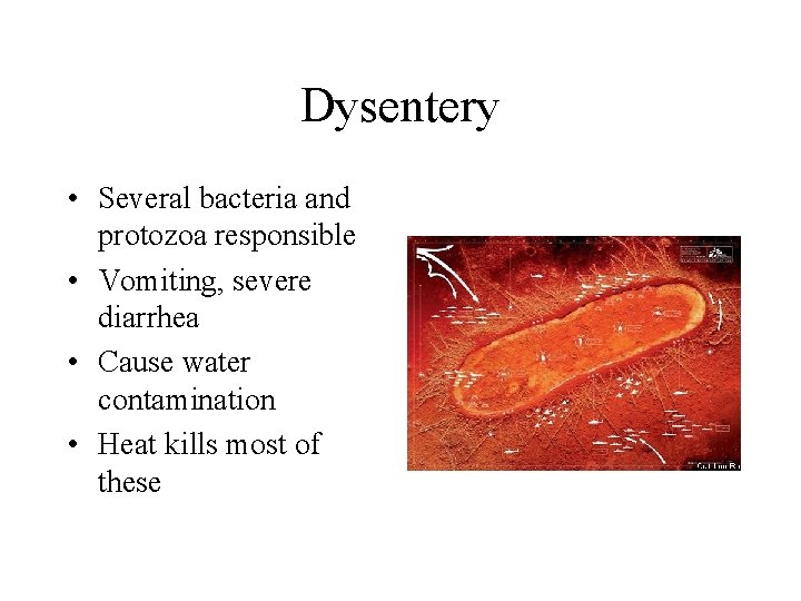 Dysentery • Several bacteria and protozoa responsible • Vomiting, severe diarrhea • Cause water