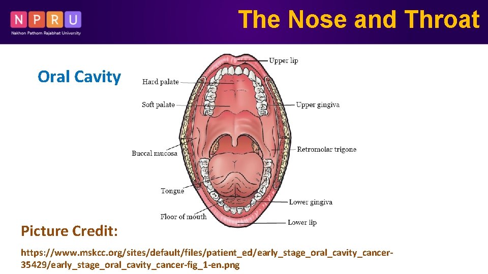 The Nose and Throat Oral Cavity Picture Credit: https: //www. mskcc. org/sites/default/files/patient_ed/early_stage_oral_cavity_cancer 35429/early_stage_oral_cavity_cancer-fig_1 -en.