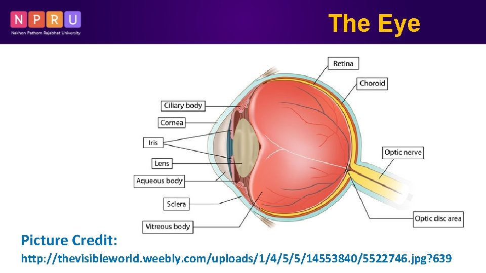 The Eye Picture Credit: http: //thevisibleworld. weebly. com/uploads/1/4/5/5/14553840/5522746. jpg? 639 