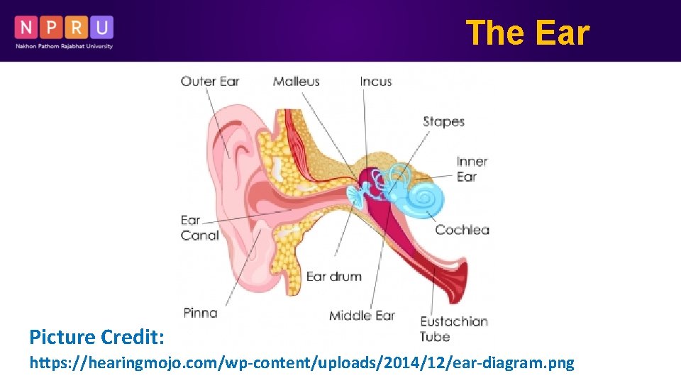 The Ear Picture Credit: https: //hearingmojo. com/wp-content/uploads/2014/12/ear-diagram. png 