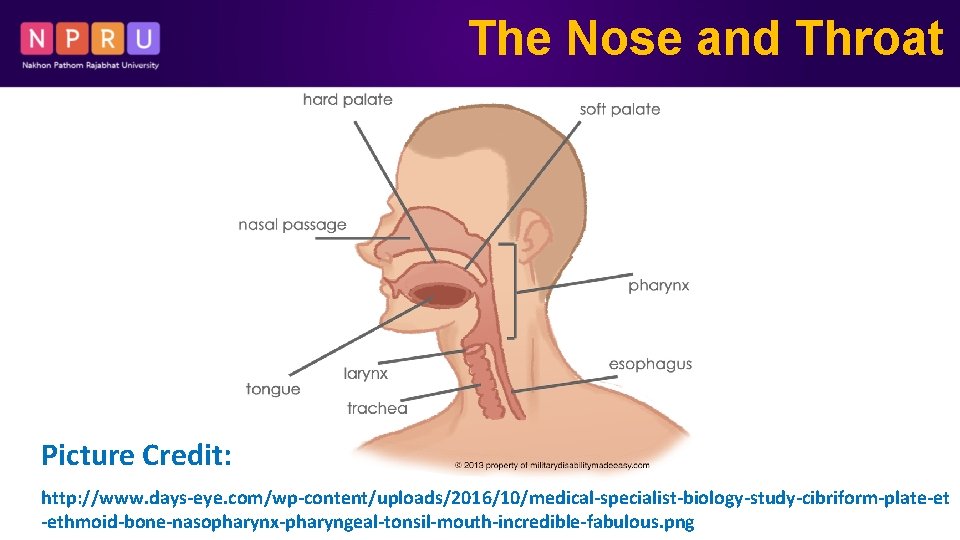 The Nose and Throat Picture Credit: http: //www. days-eye. com/wp-content/uploads/2016/10/medical-specialist-biology-study-cibriform-plate-et -ethmoid-bone-nasopharynx-pharyngeal-tonsil-mouth-incredible-fabulous. png 