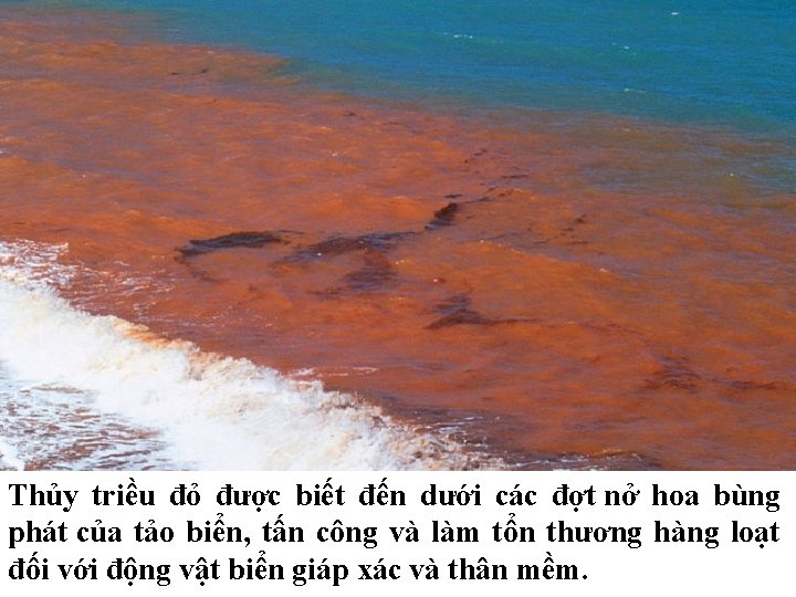 Thủy triều đỏ được biết đến dưới các đợt nở hoa bùng phát của