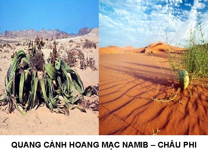 QUANG CẢNH HOANG MẠC NAMIB – CH U PHI QUANG CẢNH HOANG MẠC NAMIB – CH U PHI