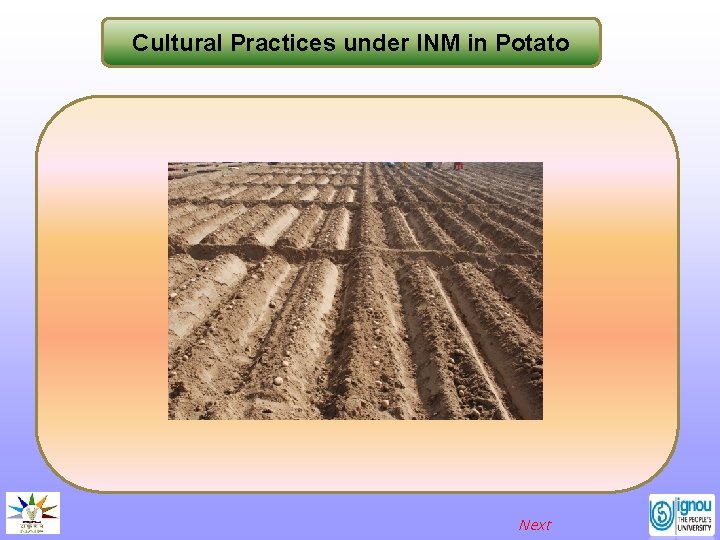 Cultural Practices under INM in Potato Next 