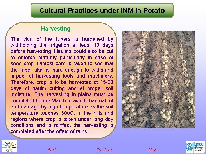 Cultural Practices under INM in Potato Harvesting The skin of the tubers is hardened