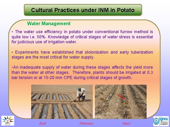 Cultural Practices under INM in Potato Water Management • The water use efficiency in