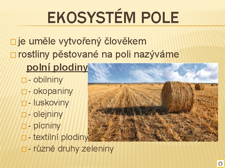 EKOSYSTÉM POLE � je uměle vytvořený člověkem � rostliny pěstované na poli nazýváme polní