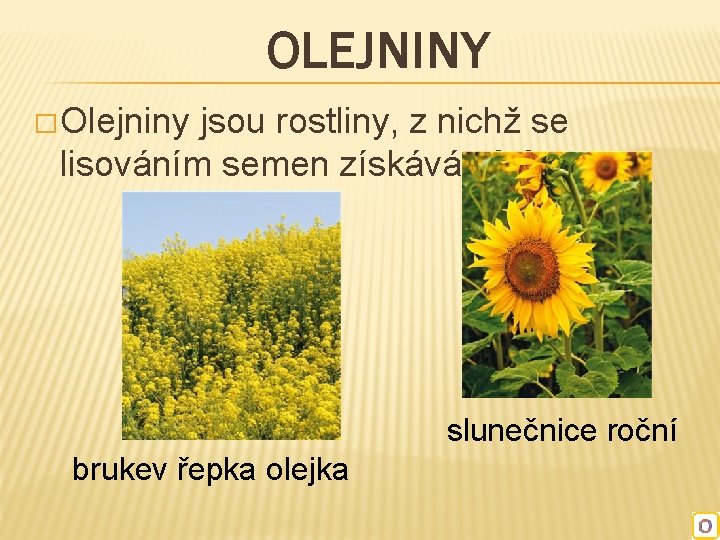 OLEJNINY � Olejniny jsou rostliny, z nichž se lisováním semen získává olej. slunečnice roční