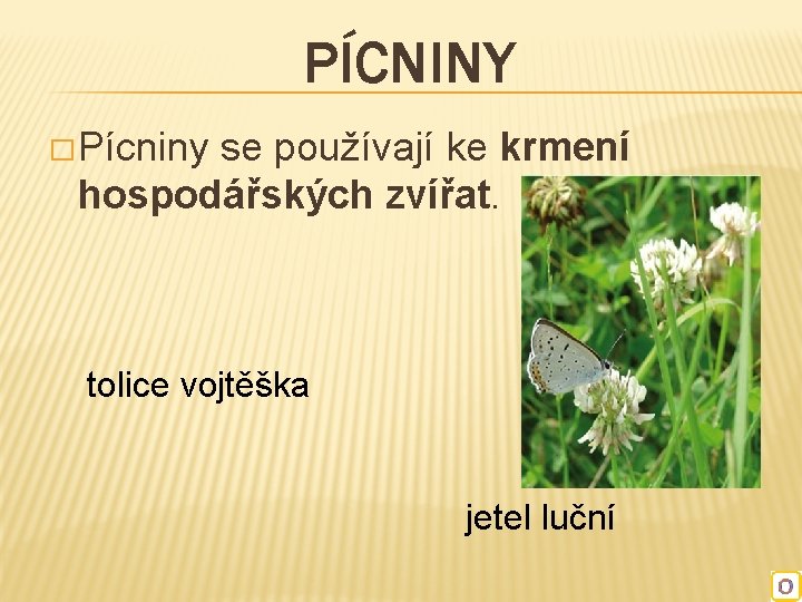 PÍCNINY � Pícniny se používají ke krmení hospodářských zvířat. tolice vojtěška jetel luční 