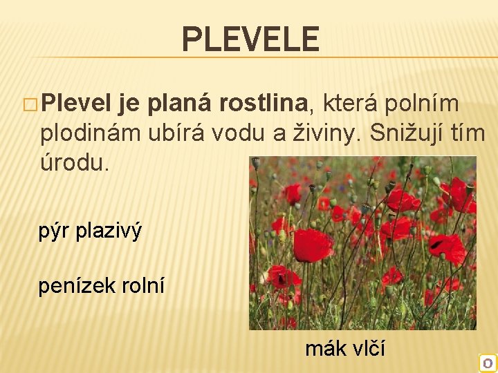 PLEVELE � Plevel je planá rostlina, která polním plodinám ubírá vodu a živiny. Snižují