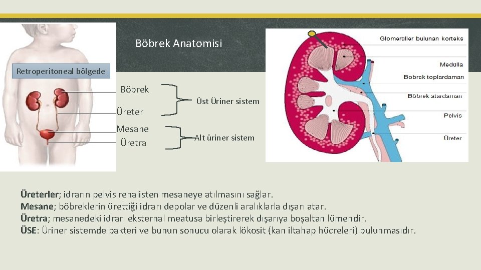 Böbrek Anatomisi Retroperitoneal bölgede Böbrek Üreter Mesane Üretra Üst Üriner sistem Alt üriner sistem