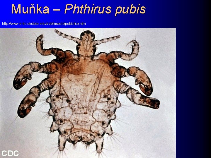 Muňka – Phthirus pubis http: //www. ento. okstate. edu/ddd/insects/pubiclice. htm 
