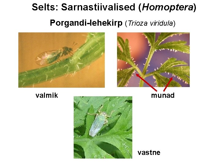 Selts: Sarnastiivalised (Homoptera) Porgandi-lehekirp (Trioza viridula) valmik munad vastne 