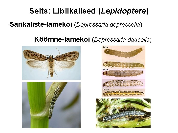 Selts: Liblikalised (Lepidoptera) Sarikaliste-lamekoi (Depressaria depressella) Köömne-lamekoi (Depressaria daucella) 