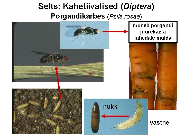 Selts: Kahetiivalised (Diptera) Porgandikärbes (Psila rosae) muneb porgandi juurekaela lähedale mulda nukk vastne 