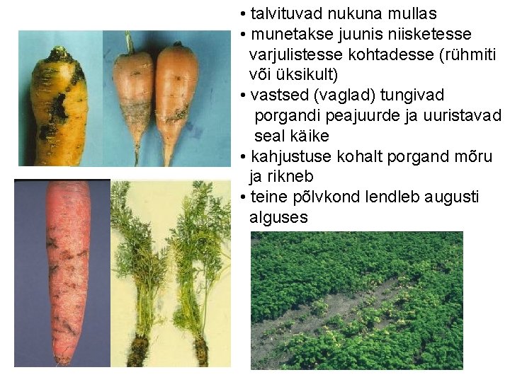  • talvituvad nukuna mullas • munetakse juunis niisketesse varjulistesse kohtadesse (rühmiti või üksikult)