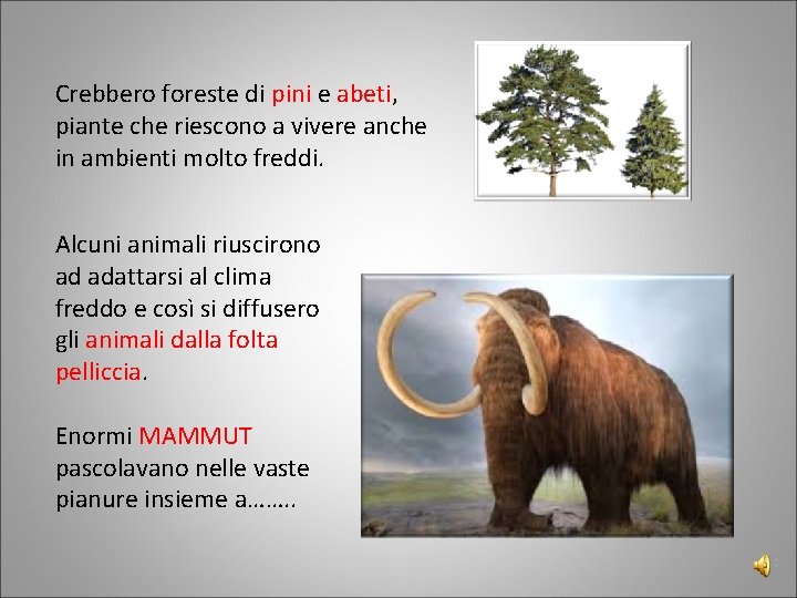 Crebbero foreste di pini e abeti, piante che riescono a vivere anche in ambienti