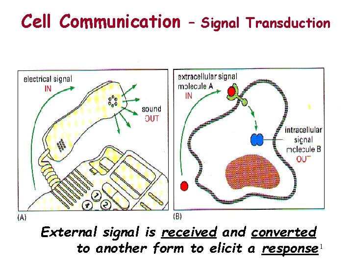 Cell Communication – Signal Transduction External signal is received and converted to another form