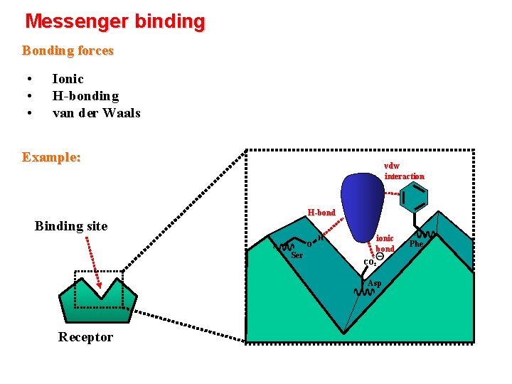 Messenger binding Bonding forces • • • Ionic H-bonding van der Waals Example: vdw