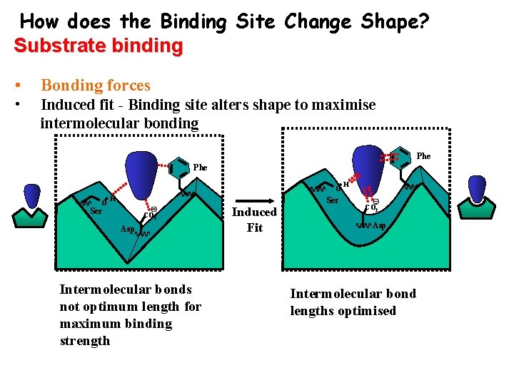 How does the Binding Site Change Shape? Substrate binding • Bonding forces • Induced