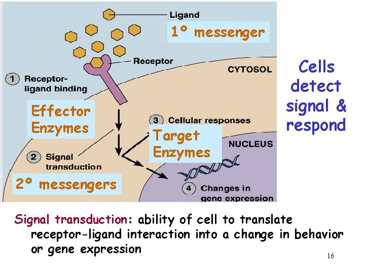 1º messenger Effector Enzymes Target Enzymes Cells detect signal & respond 2º messengers Signal