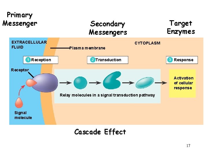 Primary Messenger EXTRACELLULAR FLUID 1 Reception Target Enzymes Secondary Messengers CYTOPLASM Plasma membrane 2