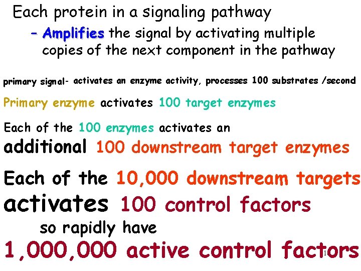 Each protein in a signaling pathway – Amplifies the signal by activating multiple copies