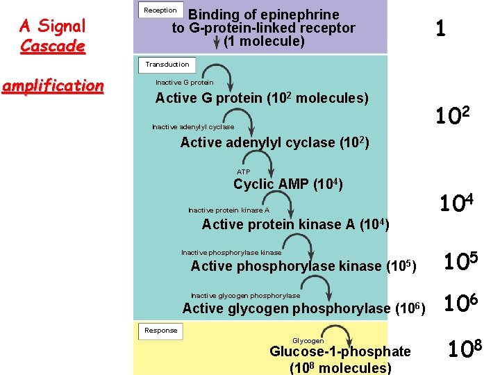 A Signal Cascade Reception Binding of epinephrine to G-protein-linked receptor (1 molecule) 1 Transduction