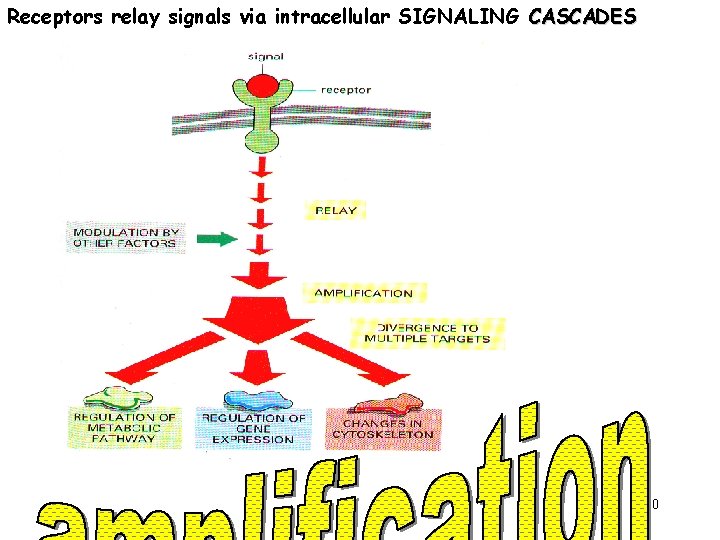 Receptors relay signals via intracellular SIGNALING CASCADES 20 