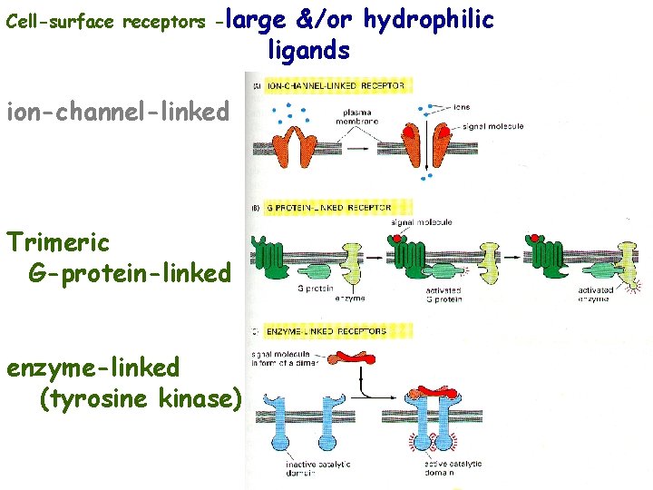 Cell-surface receptors -large &/or hydrophilic ligands ion-channel-linked Trimeric G-protein-linked enzyme-linked (tyrosine kinase) 22 