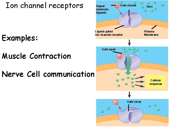 Ion channel receptors Examples: Muscle Contraction Signal molecule (ligand) Gate closed Ligand-gated ion channel