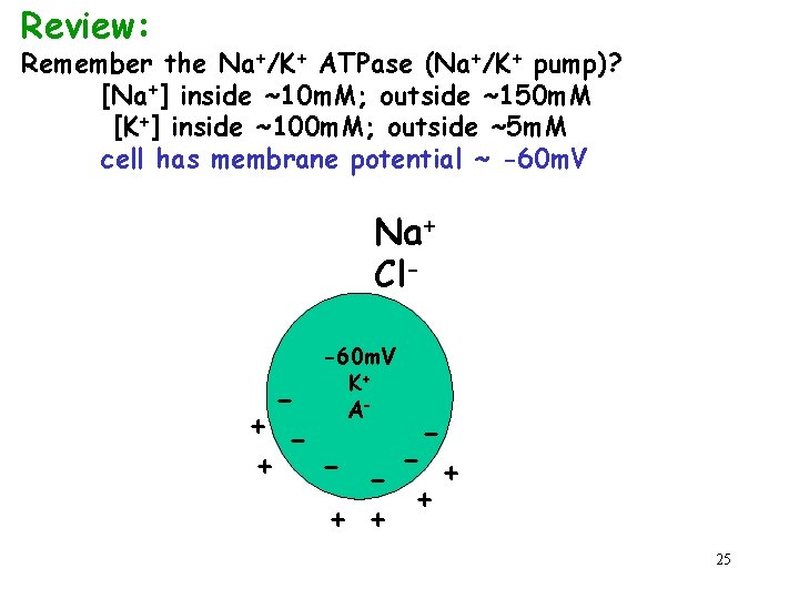 Review: Remember the Na+/K+ ATPase (Na+/K+ pump)? [Na+] inside ~10 m. M; outside ~150