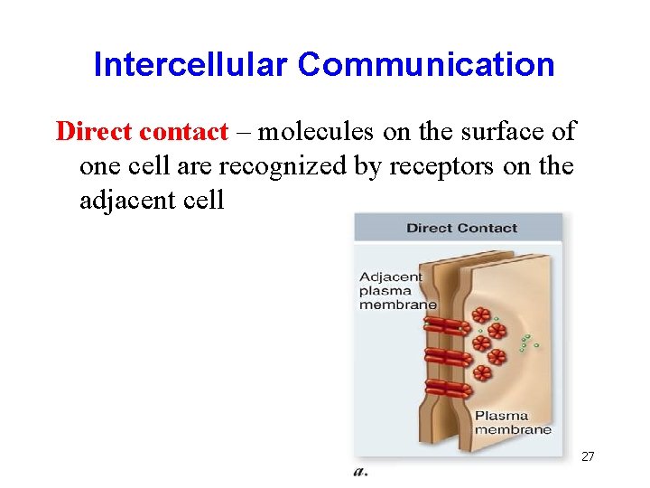 Intercellular Communication Direct contact – molecules on the surface of one cell are recognized