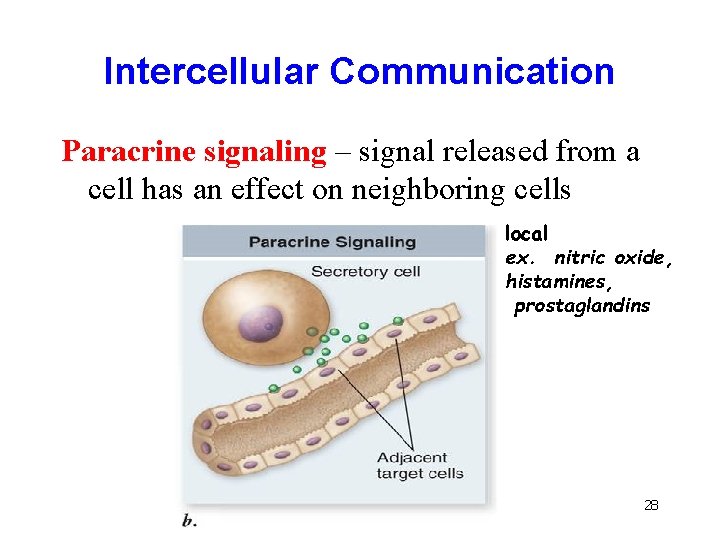 Intercellular Communication Paracrine signaling – signal released from a cell has an effect on