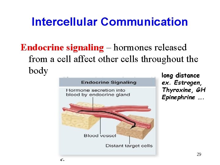 Intercellular Communication Endocrine signaling – hormones released from a cell affect other cells throughout