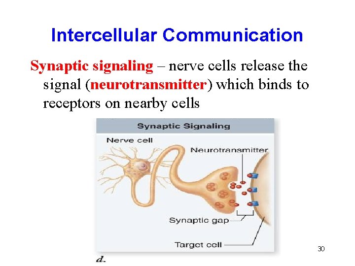 Intercellular Communication Synaptic signaling – nerve cells release the signal (neurotransmitter) which binds to