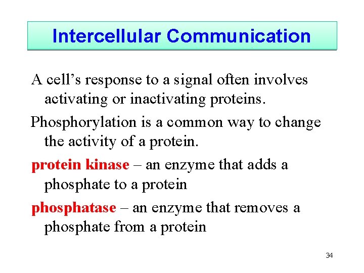Intercellular Communication A cell’s response to a signal often involves activating or inactivating proteins.
