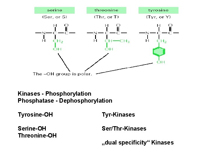 Kinases - Phosphorylation Phosphatase - Dephosphorylation Tyrosine-OH Tyr-Kinases Serine-OH Threonine-OH Ser/Thr-Kinases „dual specificity“ Kinases
