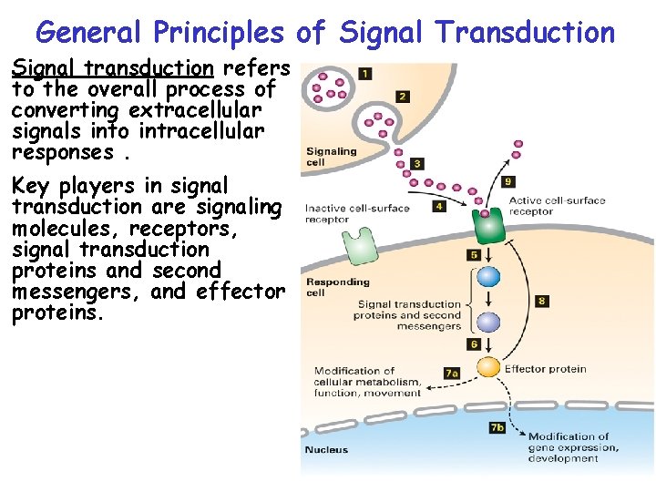 General Principles of Signal Transduction Signal transduction refers to the overall process of converting