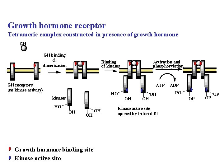 Growth hormone receptor Tetrameric complex constructed in presence of growth hormone GH GH binding