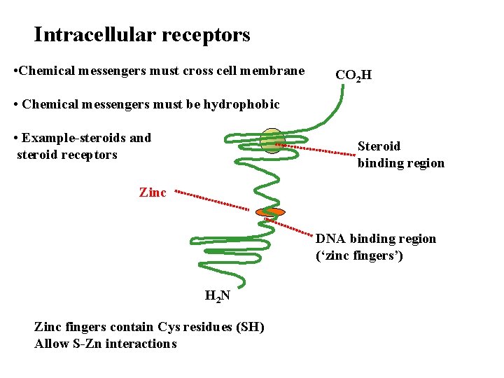 Intracellular receptors • Chemical messengers must cross cell membrane CO 2 H • Chemical
