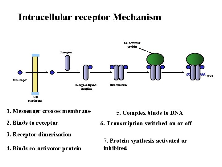 Intracellular receptor Mechanism Co-activator protein Receptor DNA Messenger Receptor-ligand complex Dimerisation Cell membrane 1.
