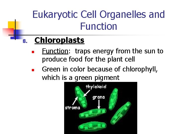 Eukaryotic Cell Organelles and Function Chloroplasts 8. n n Function: traps energy from the