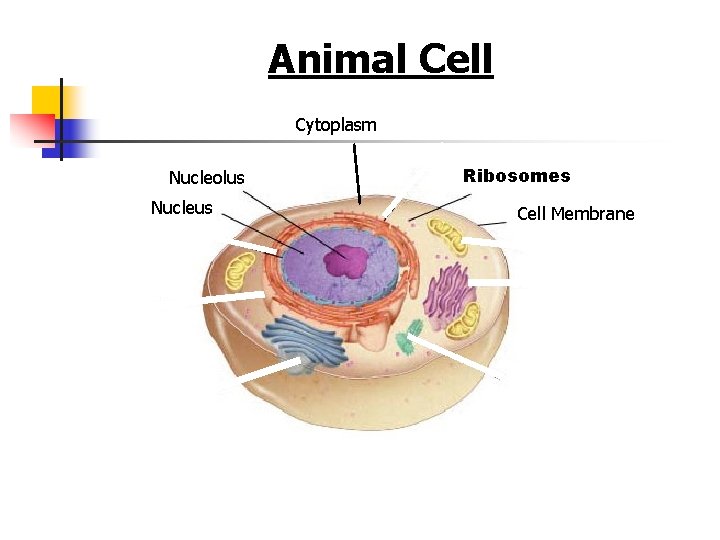 Figure 7 -5 Plant and Animal Cells Animal Cell Section 7 -2 Cytoplasm Nucleolus