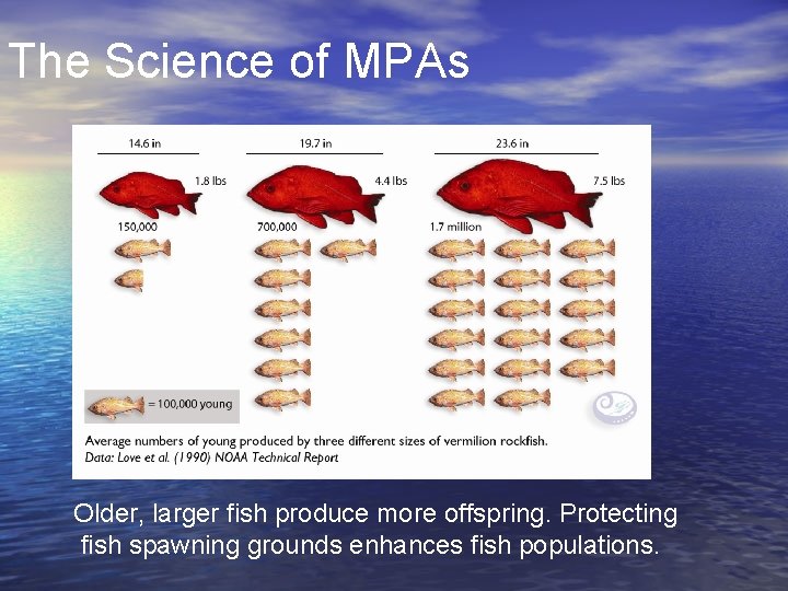 The Science of MPAs Older, larger fish produce more offspring. Protecting fish spawning grounds