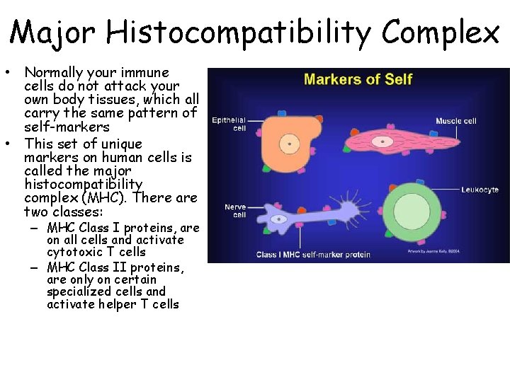 Major Histocompatibility Complex • Normally your immune cells do not attack your own body