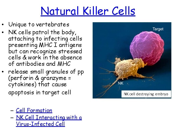 Natural Killer Cells • Unique to vertebrates • NK cells patrol the body, attaching