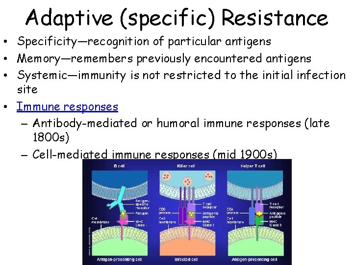 Adaptive (specific) Resistance • Specificity—recognition of particular antigens • Memory—remembers previously encountered antigens •